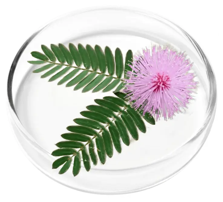 Mimosa Pudica seed extract ingredient in FemiCore